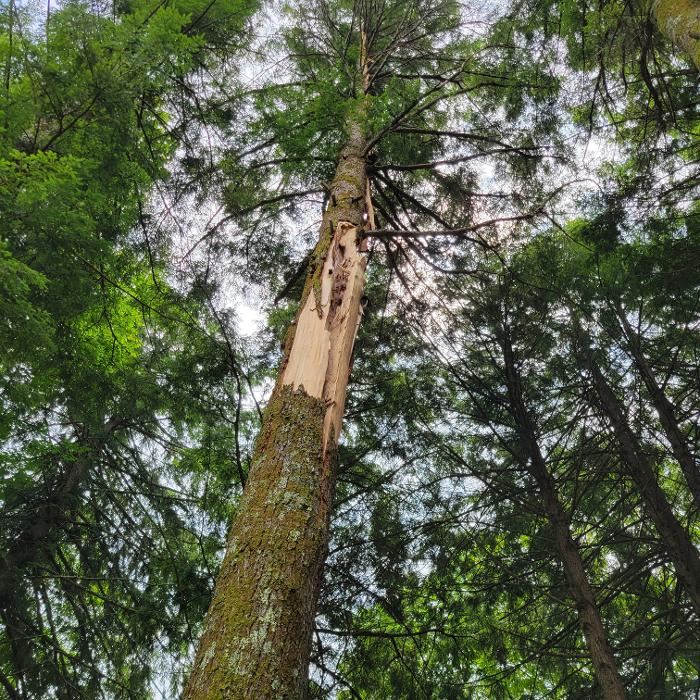 Happy Stump Tree Service Image