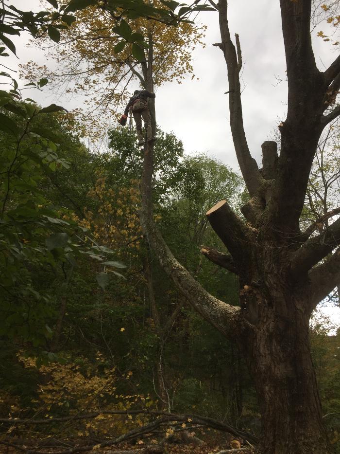 Happy Stump Tree Service Image