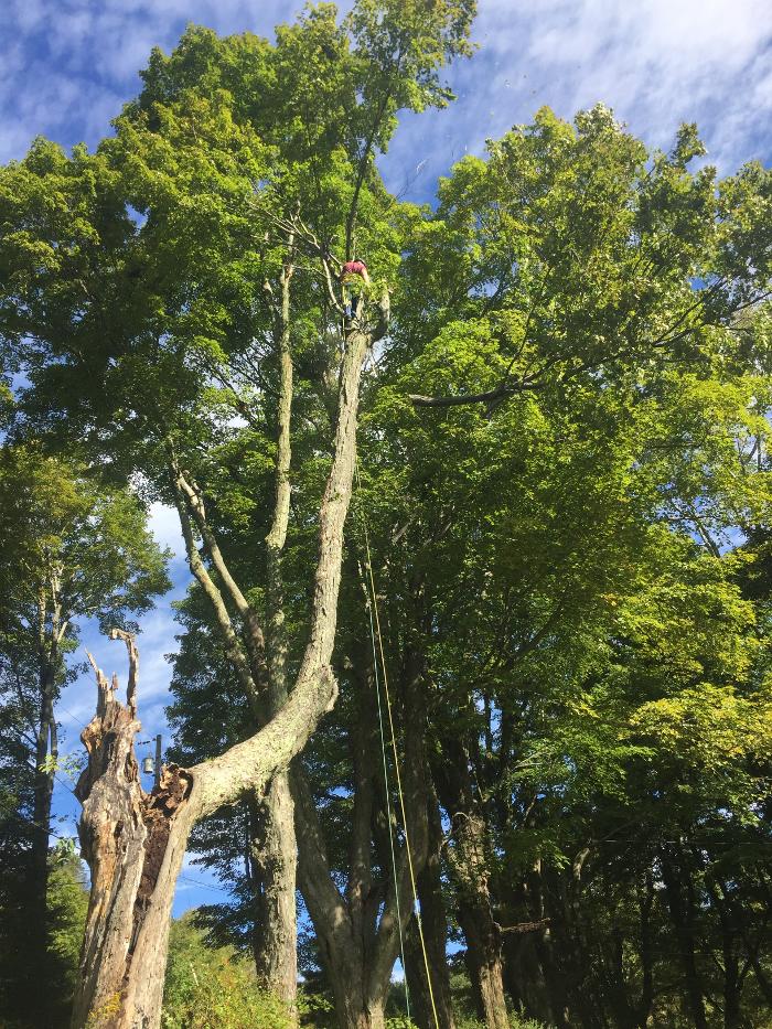 Happy Stump Tree Service Image