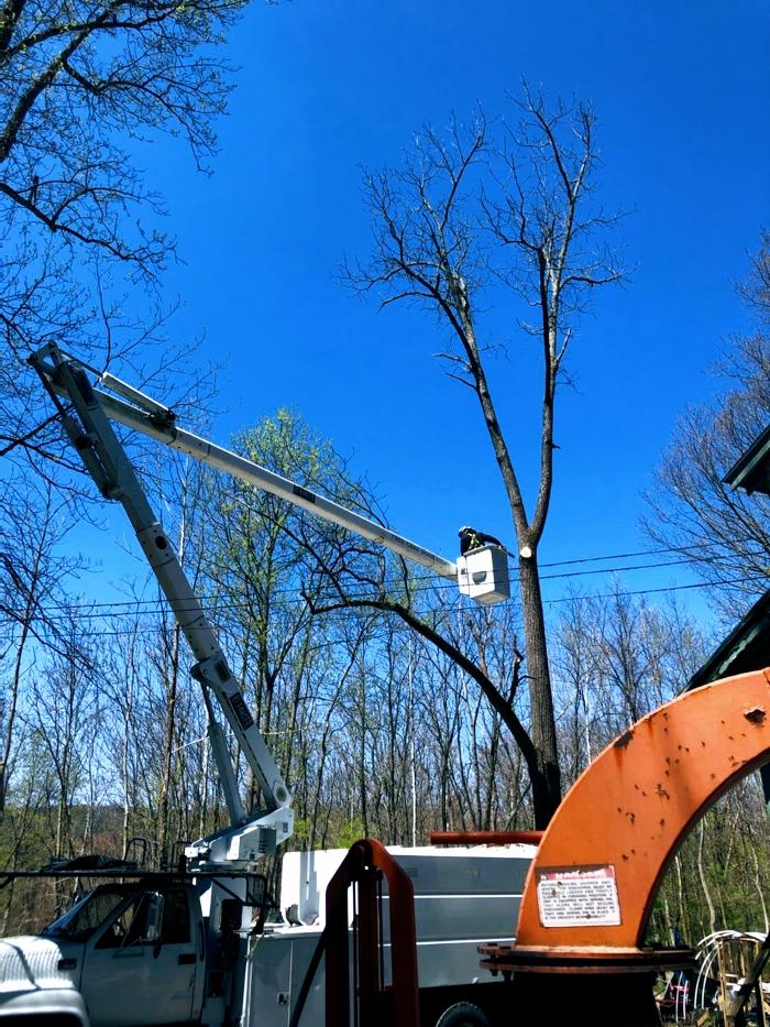 Happy Stump Tree Service Image