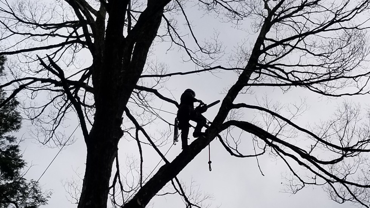 Happy Stump Tree Service Image