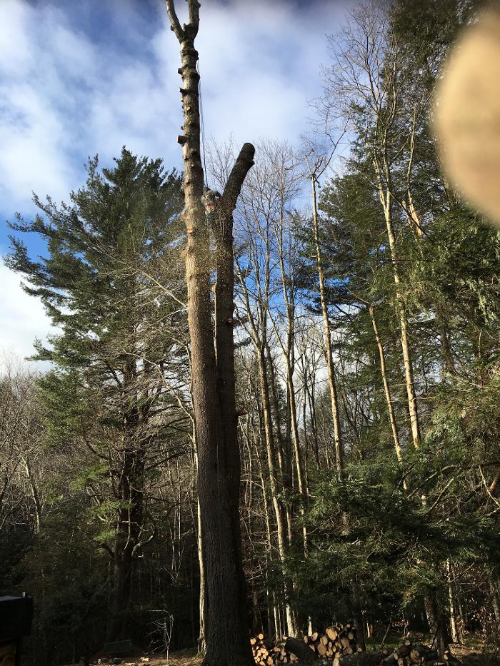 Happy Stump Tree Service Image