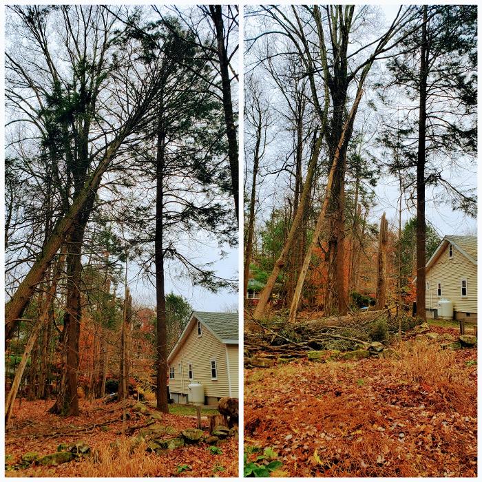 Happy Stump Tree Service Image