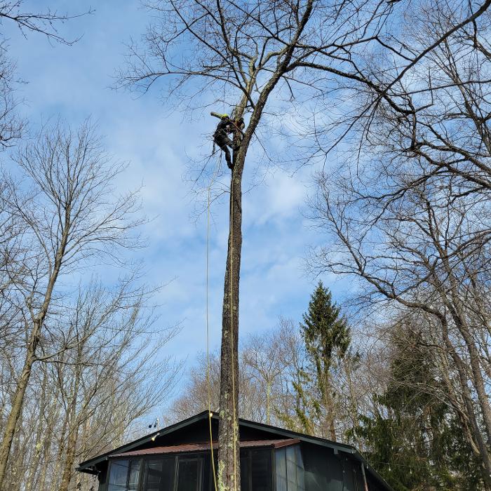 Happy Stump Tree Service Image