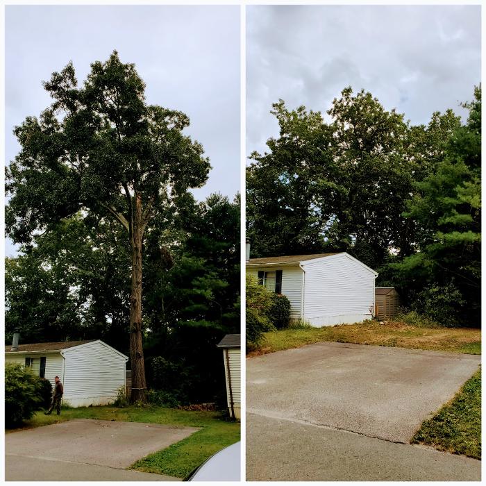 Happy Stump Tree Service Image