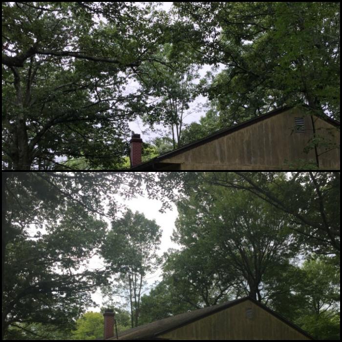 Happy Stump Tree Service Image