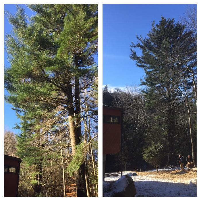 Happy Stump Tree Service Image