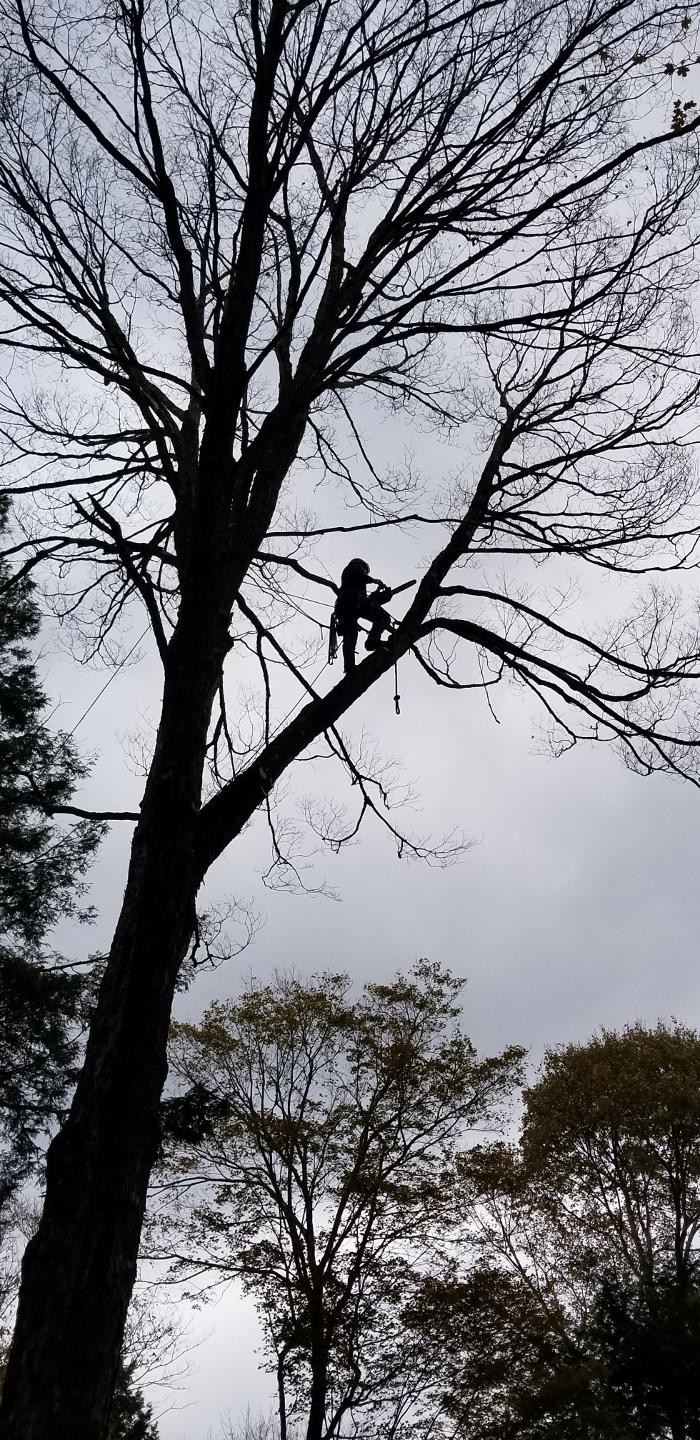 Happy Stump Tree Service Image