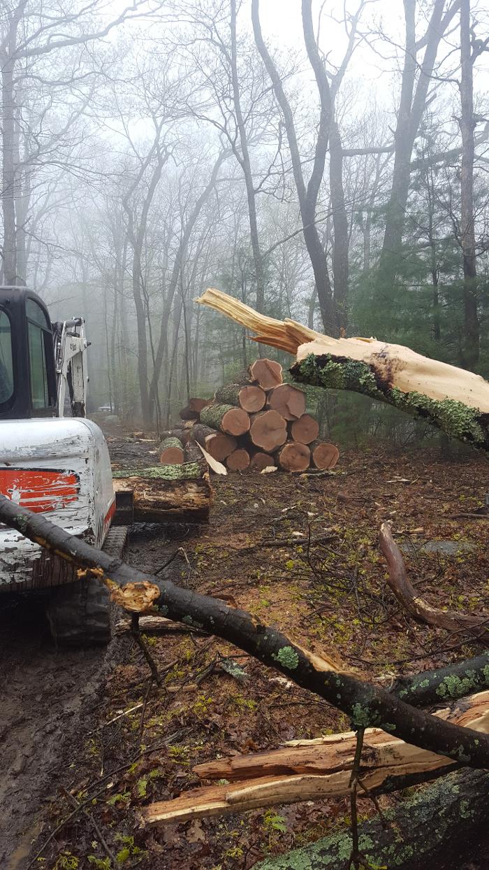 Happy Stump Tree Service Image