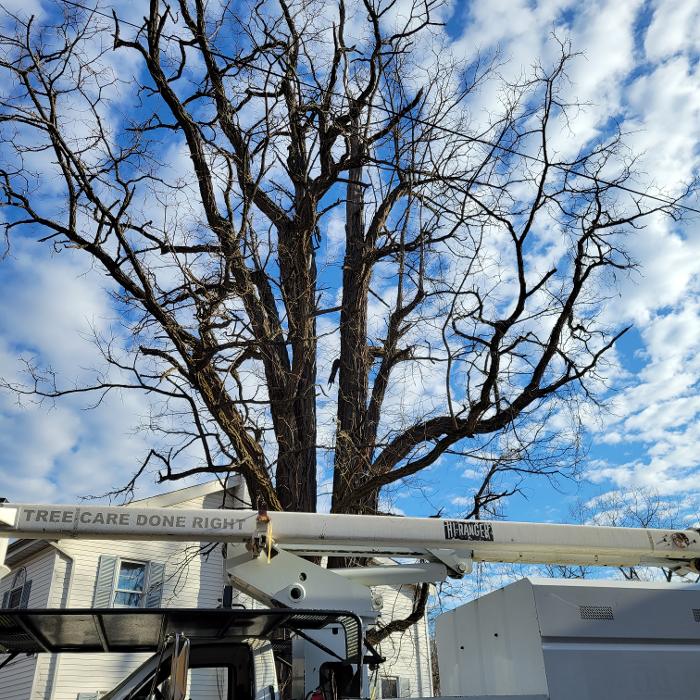 Happy Stump Tree Service Image