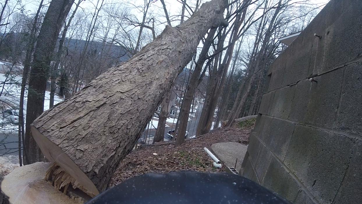 Happy Stump Tree Service Image