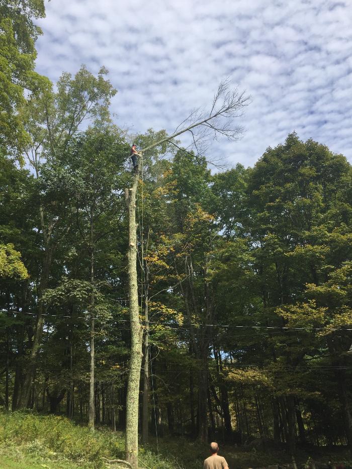 Happy Stump Tree Service Image