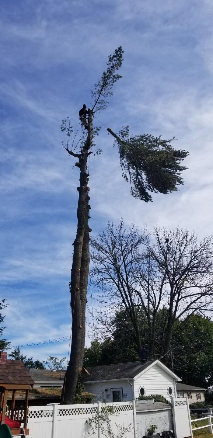 Happy Stump Tree Service Image