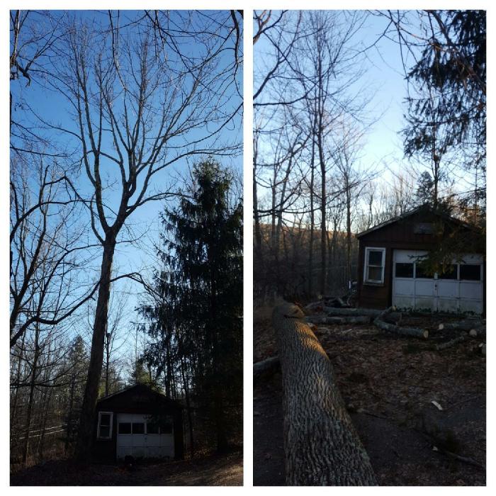 Happy Stump Tree Service Image