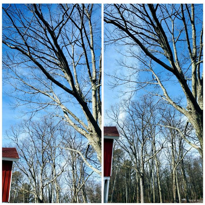 Happy Stump Tree Service Image