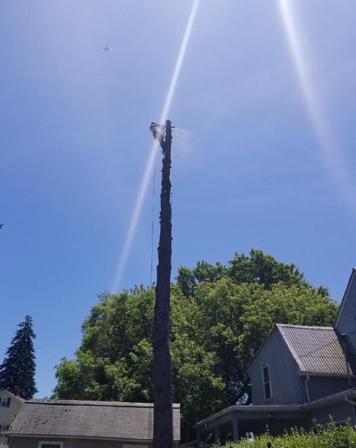 Happy Stump Tree Service Image