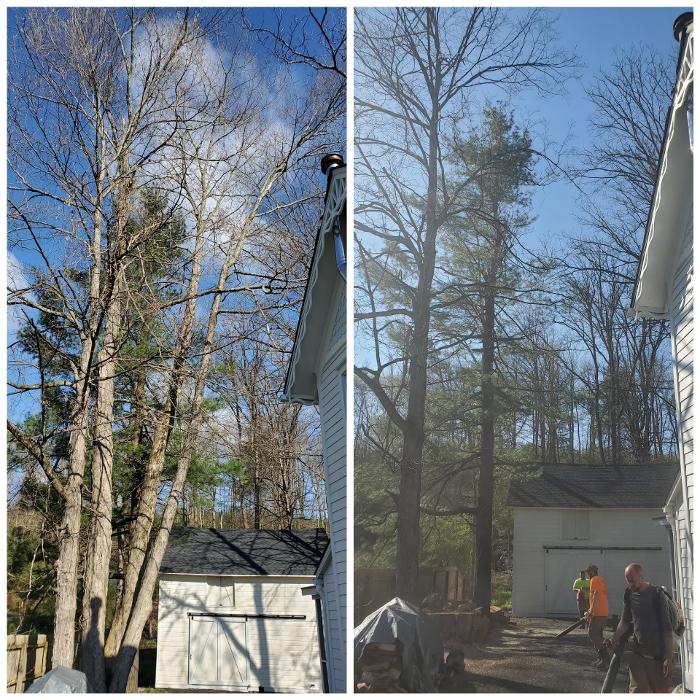 Happy Stump Tree Service Image