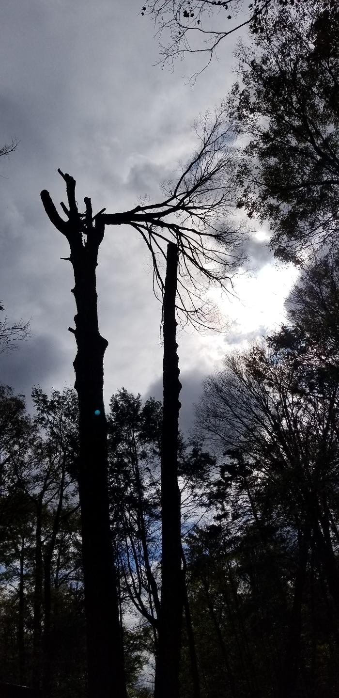 Happy Stump Tree Service Image