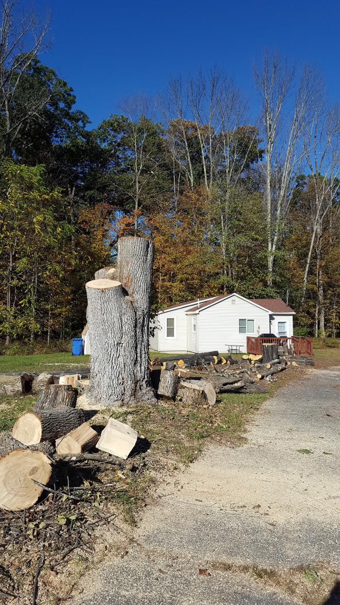 Happy Stump Tree Service Image