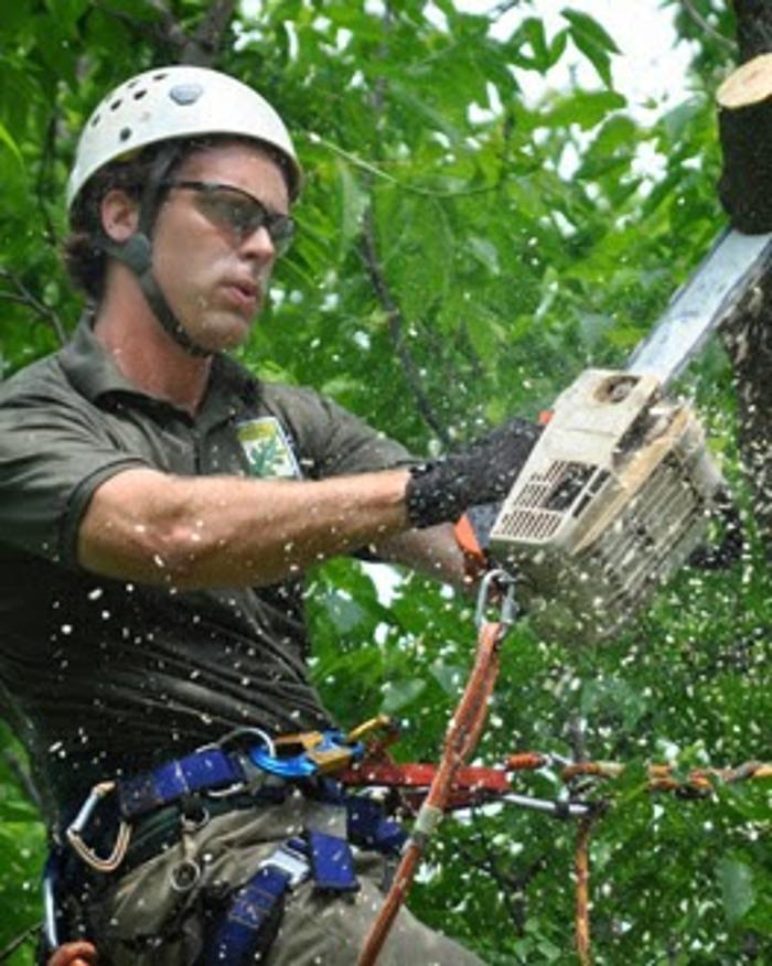 WoodChuck Tree Care Logo