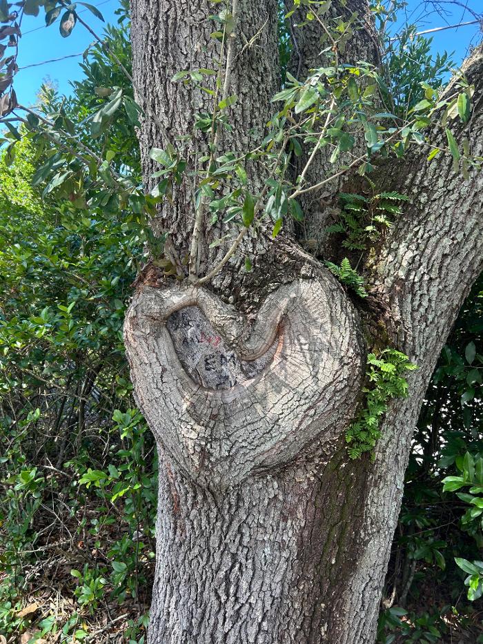 THERE'S A WAY TREE SERVICE LLC Image