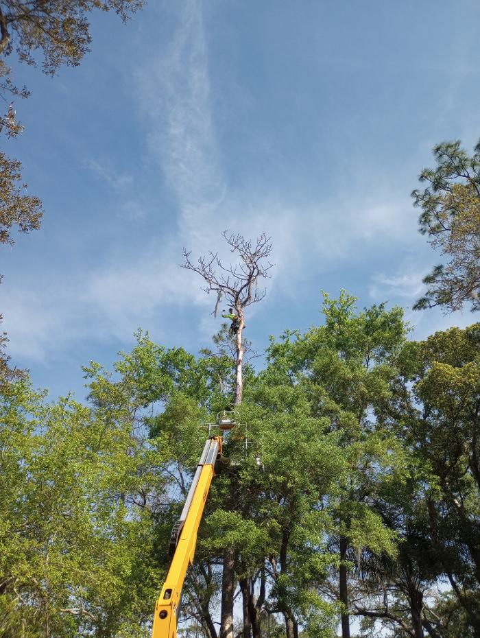 THERE'S A WAY TREE SERVICE LLC Image