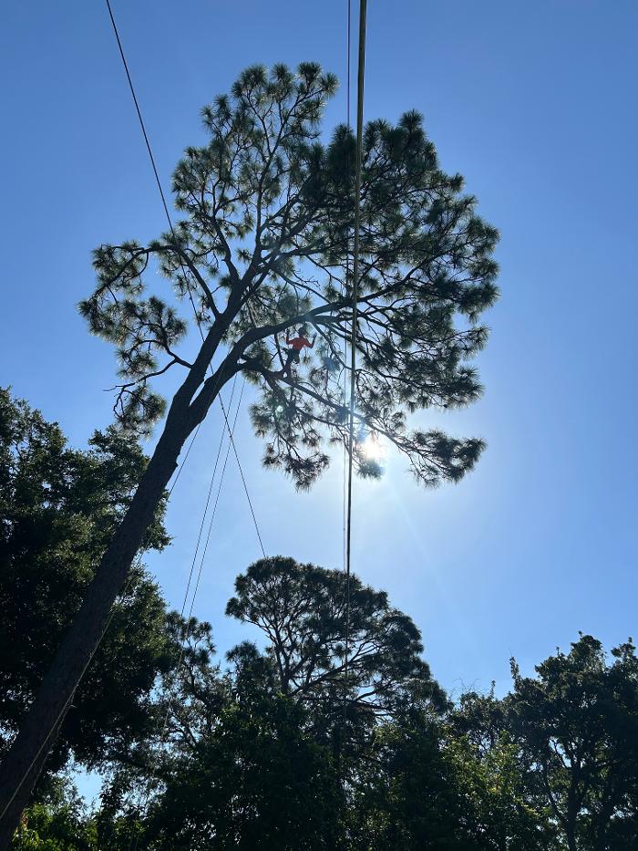 THERE'S A WAY TREE SERVICE LLC Image