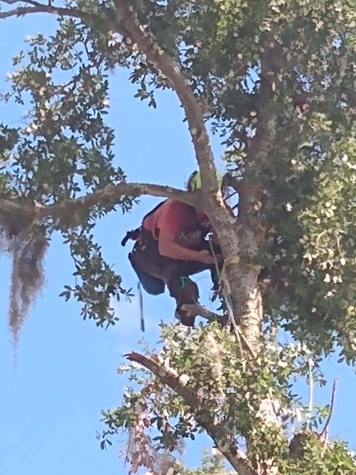 THERE'S A WAY TREE SERVICE LLC Image