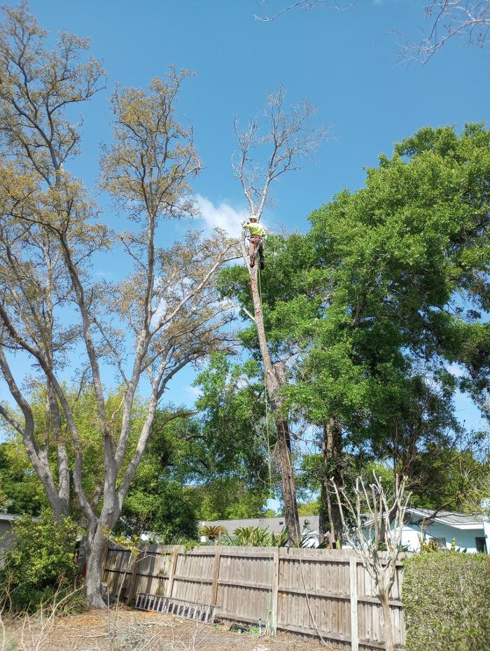 THERE'S A WAY TREE SERVICE LLC Image