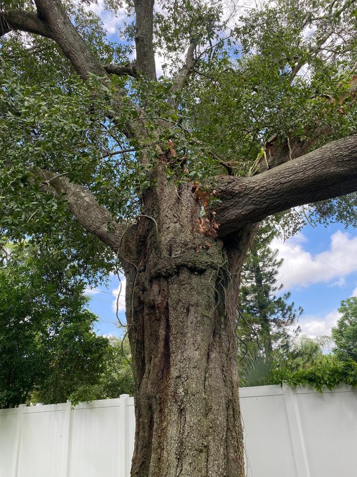 THERE'S A WAY TREE SERVICE LLC Image