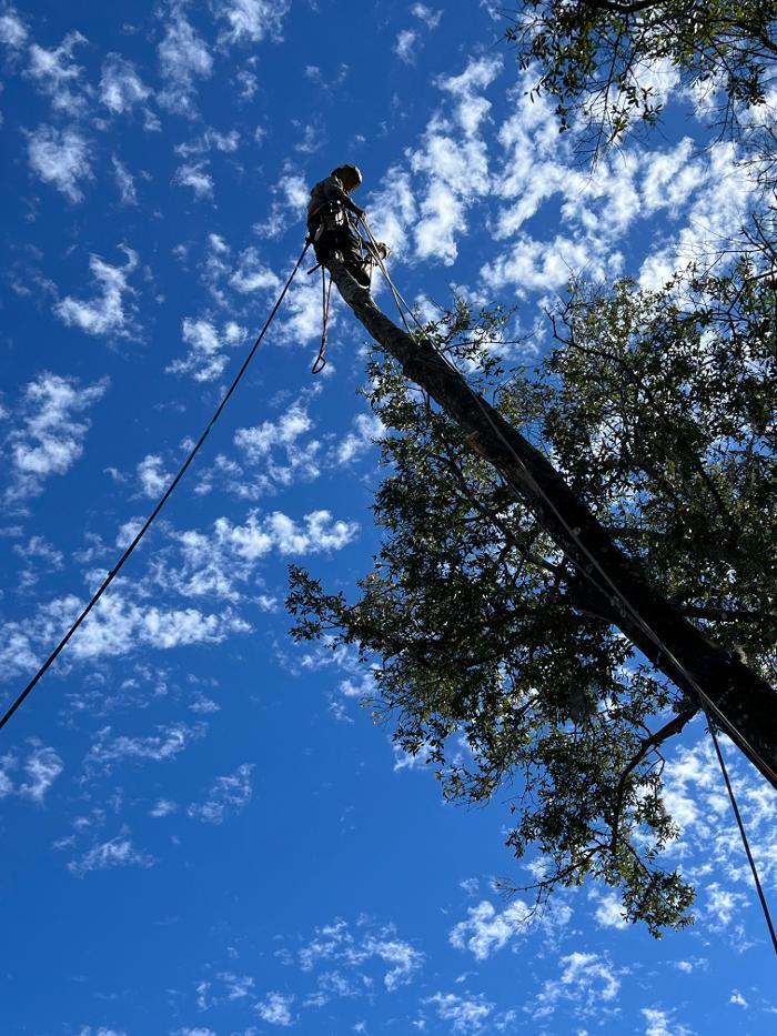 THERE'S A WAY TREE SERVICE LLC Image