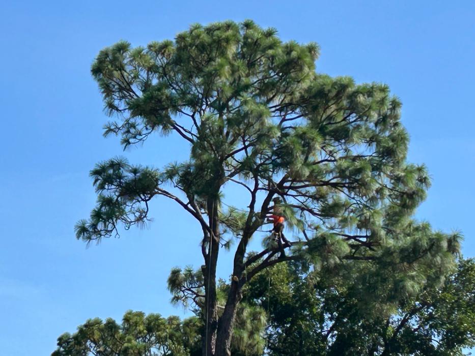 THERE'S A WAY TREE SERVICE LLC Image