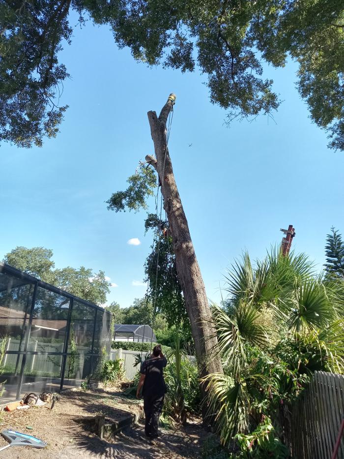 THERE'S A WAY TREE SERVICE LLC Image