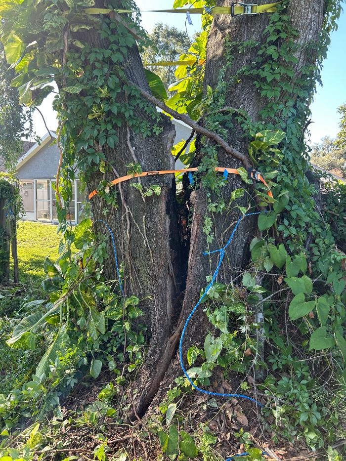 THERE'S A WAY TREE SERVICE LLC Image