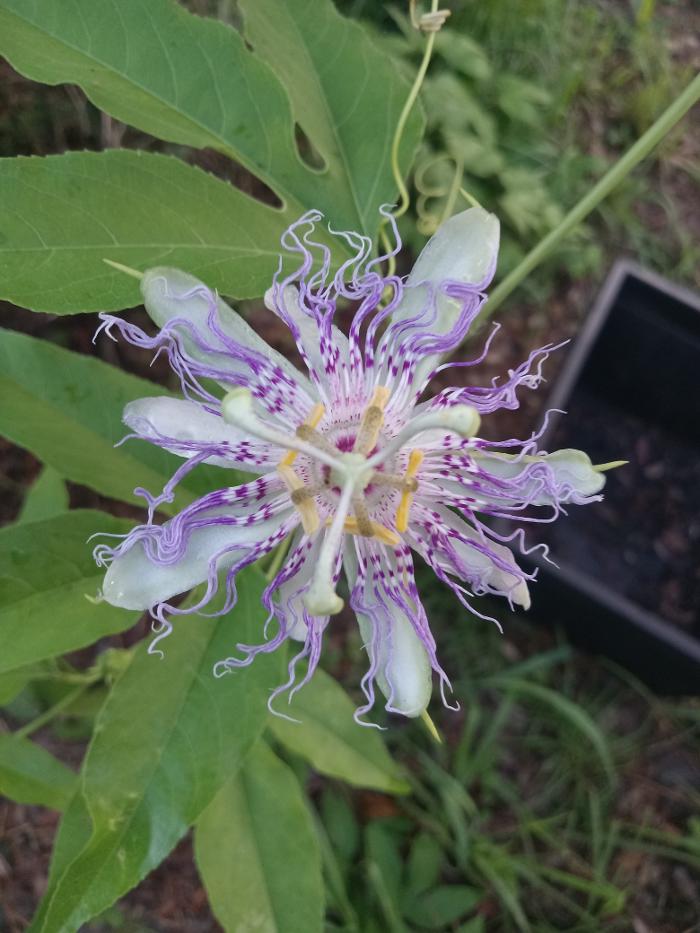 THERE'S A WAY TREE SERVICE LLC Image