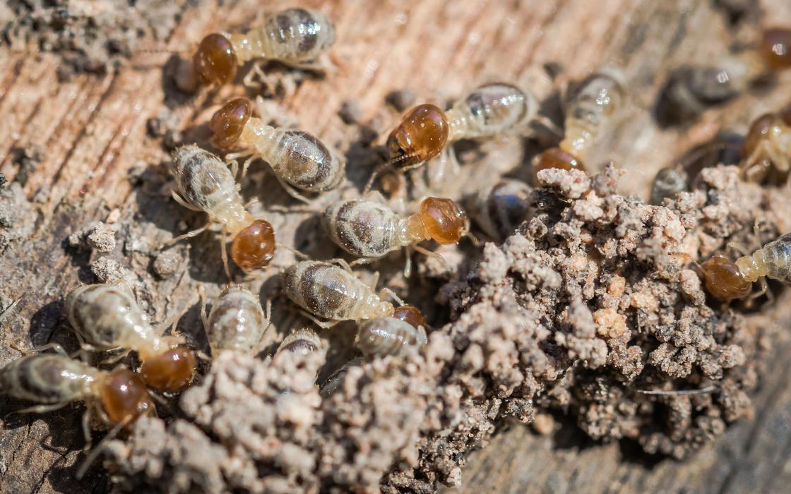 Compass Pest Management Image