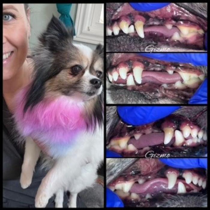 K9 Tooth Fairy