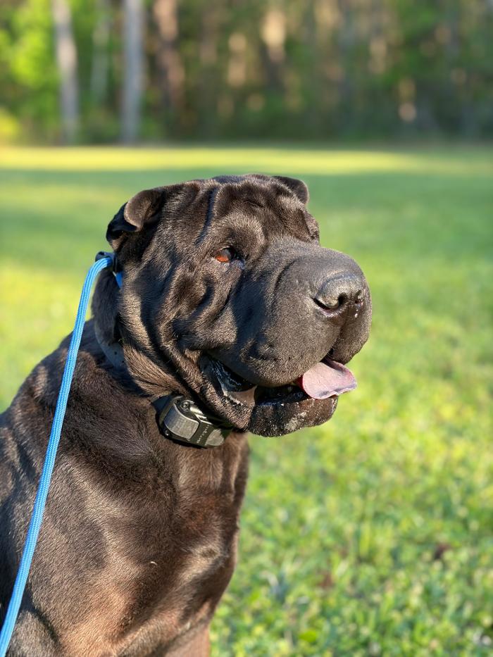 Summit Kennels Canine Training