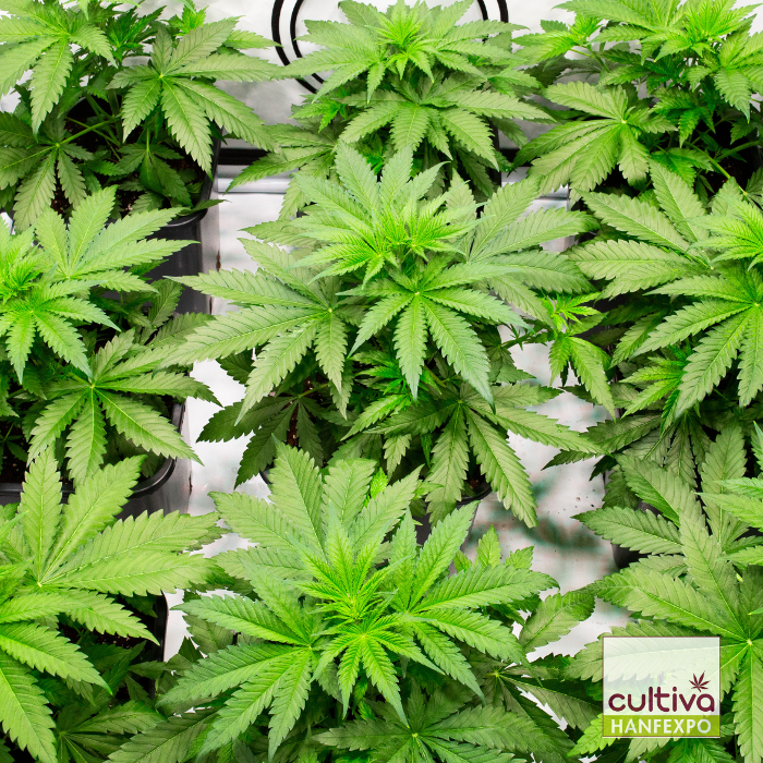 CULTIVA HANFEXPO, Karl-Farkas-Gasse in Wien