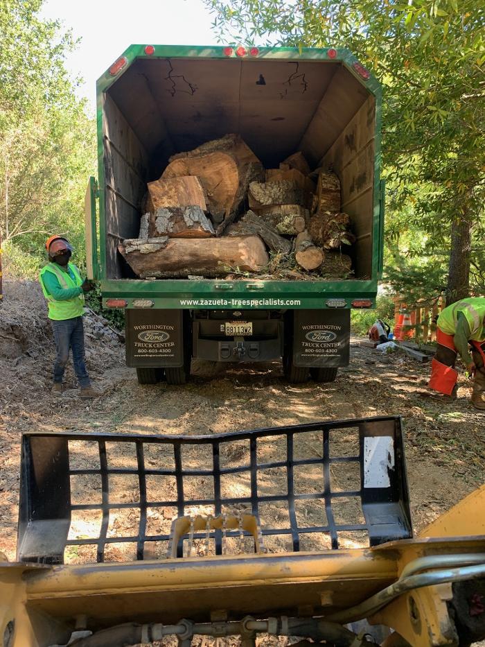 Zazueta Tree Specialists Image