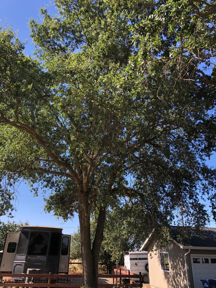 Zazueta Tree Specialists Image