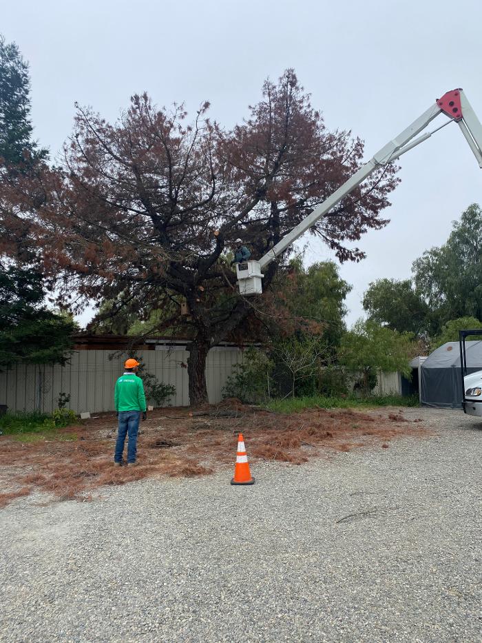 Zazueta Tree Specialists Image