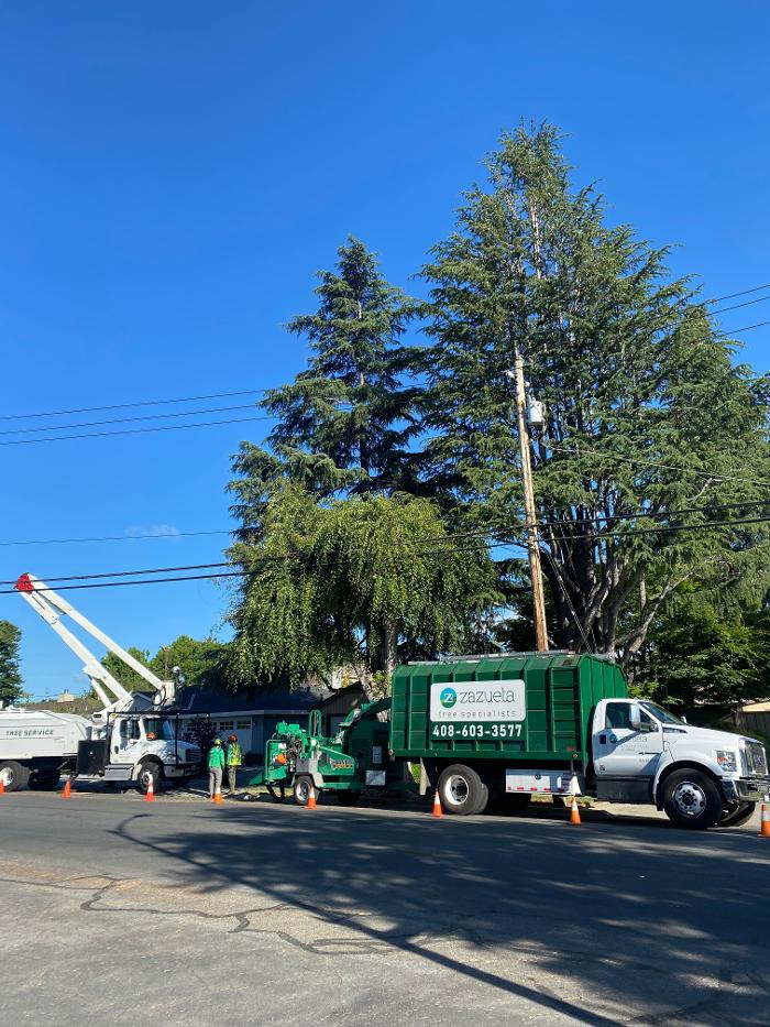 Zazueta Tree Specialists Image