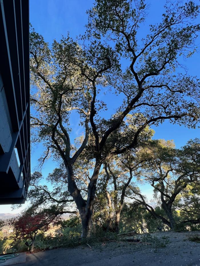 Zazueta Tree Specialists Logo