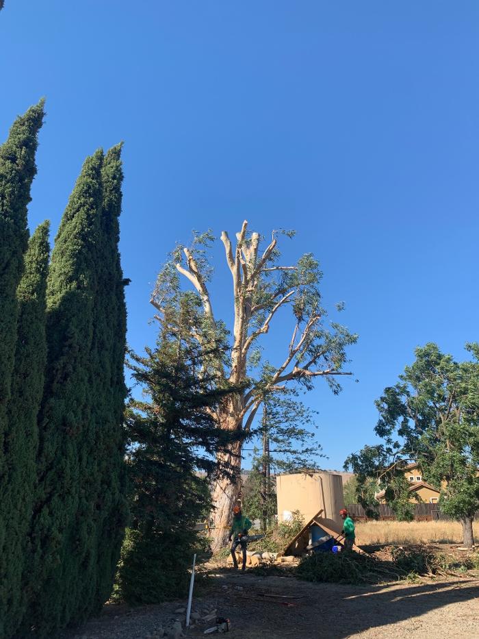 Zazueta Tree Specialists Image