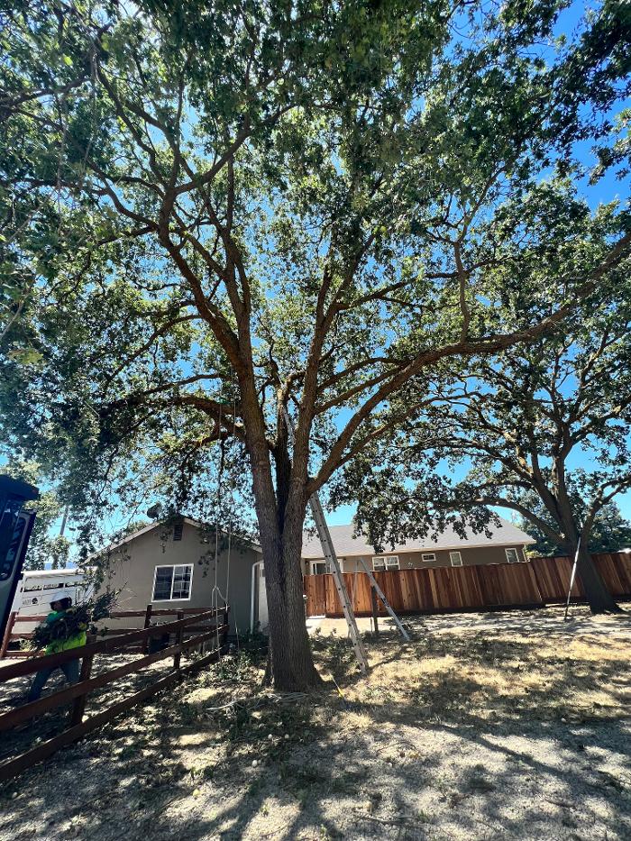 Zazueta Tree Specialists Image