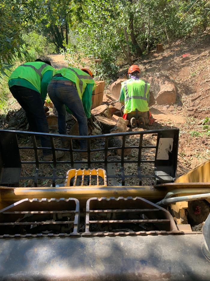 Zazueta Tree Specialists Image