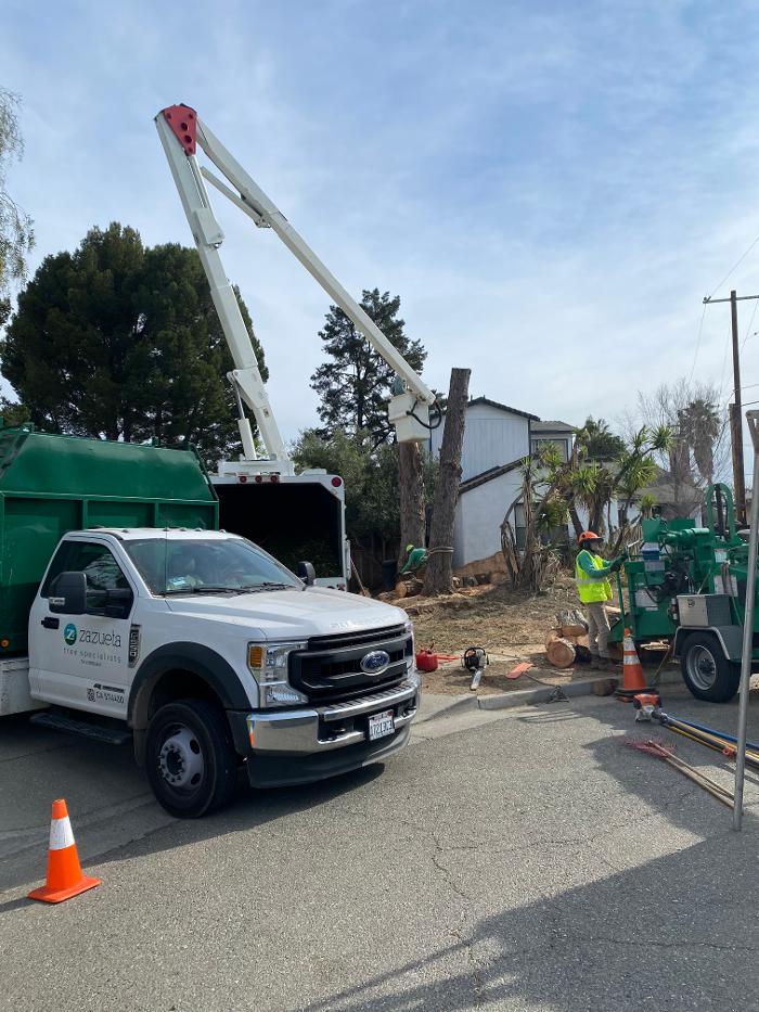 Zazueta Tree Specialists Image