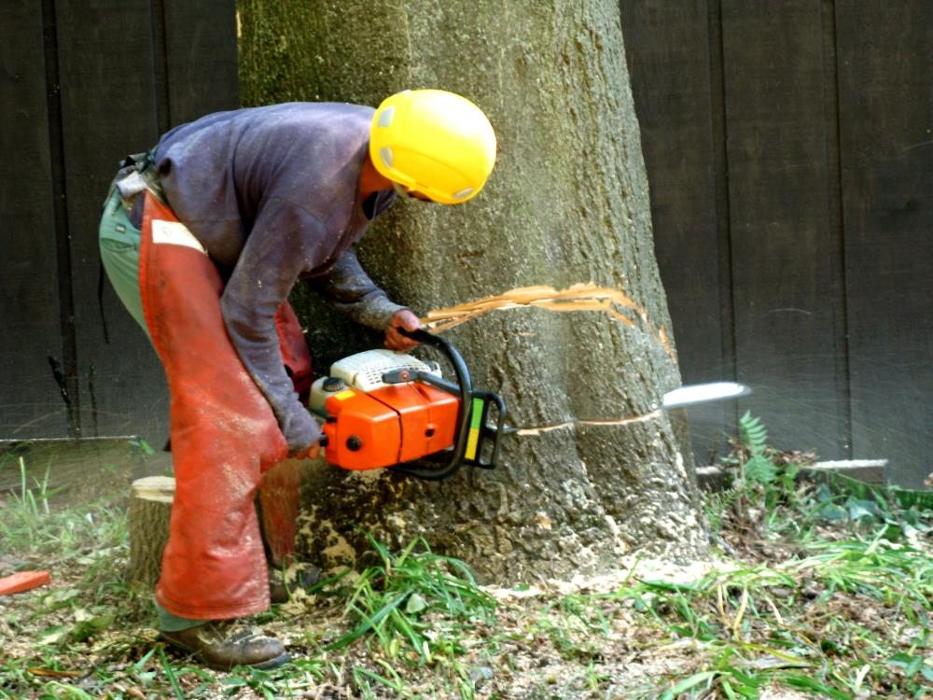 Zazueta Tree Specialists Image