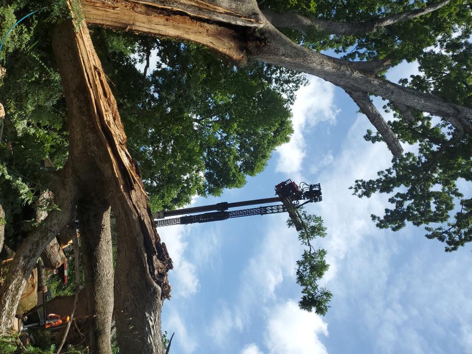 Sweet’s Tree Service LLC Image